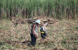 Holding Perkebunan Nusantara Targetkan Swasembada Gula Pada 2026
