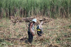 Holding Perkebunan Nusantara Targetkan Swasembada…