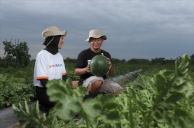 Jelajah Agri Pupuk Kaltim 2022, Potensi Tanaman Hortikultura…