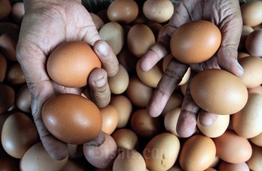 Harga Telur Mulai Turun, Penurunan Terbesar di 2 Daerah Ini