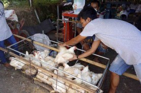 Harga Ayam Ras Masih Rp16.000/Kg, Mendag: Masih Koordinasi!