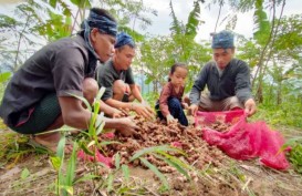 Petani Suku Baduy Binaan Astra Sukses Panen 32,5 Ton Jahe Merah