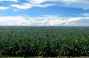 Sampoerna Agro (SGRO) Hadapi Puncak Produksi CPO pada Kuartal III/2022