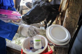 PMK Masih Pengaruhi Produksi Susu di Jabar