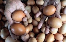 Stok Melimpah, Harga Telur Ayam di Jakarta Terus Turun