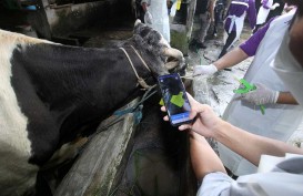 Pengendalian Penyakit Mulut dan Kuku Sapi di Riau, 61.298 Sapi Sudah Divaksin