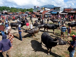 Pasar Kerbau Toraja Kembali Dibuka Setelah Sempat Ditutup Akibat PMK