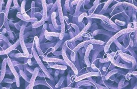 Fakta-fakta Penyakit Kolera, Bisa Sebabkan Kematian Karena Dehidrasi