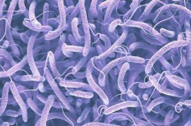 Fakta-fakta Penyakit Kolera, Bisa Sebabkan Kematian…