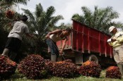 Pasokan Melimpah, Harga Sawit Riau Turun ke Posisi Rp2.376,59 per Kg