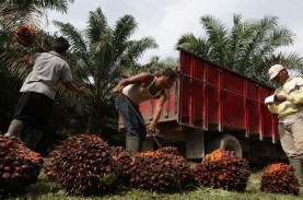 Pasokan Melimpah, Harga Sawit Riau Turun ke Posisi…