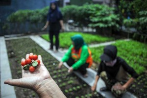 Warga di Bandung Manfaatkan Lahan Sempit Untuk Berkebun