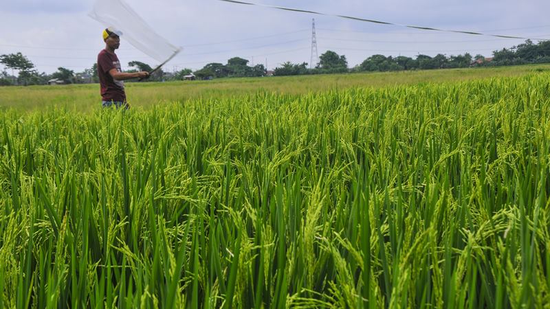 Tumpuan Pemulihan Ekonomi Pada Sektor Pertanian Makin Riskan